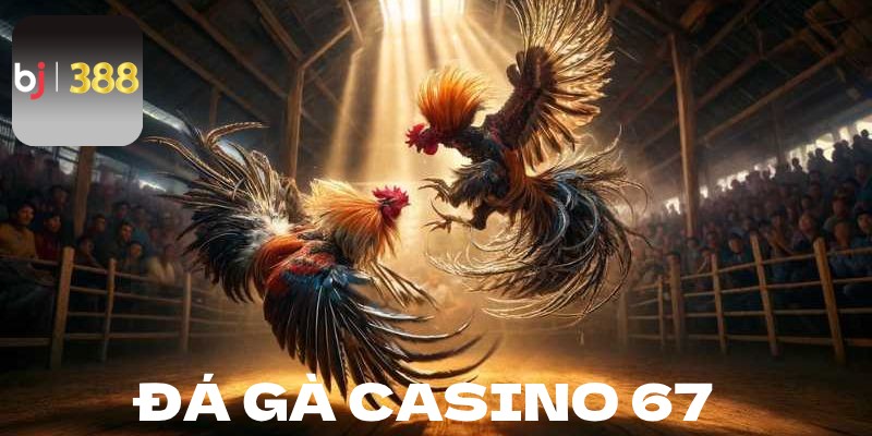 Đá gà casino 67