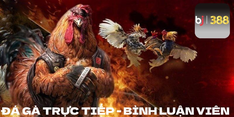 Đá gà trực tiếp bình luận viên