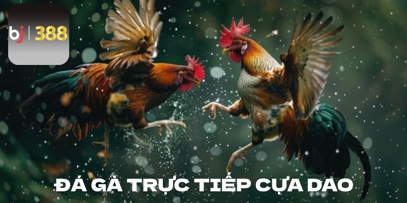 Đá gà trực tiếp cựa dao