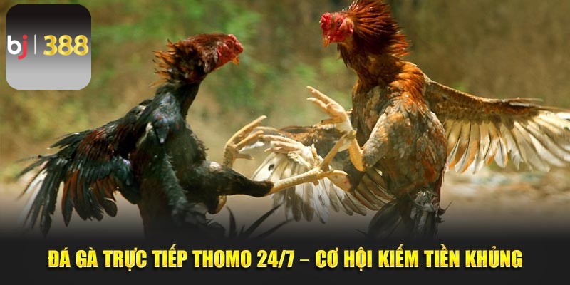 Đá gà trực tiếp thomo 24/7