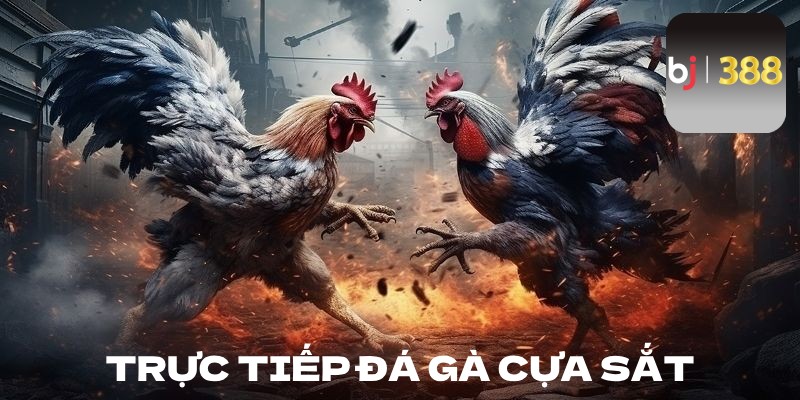 Trực tiếp đá gà cựa sắt