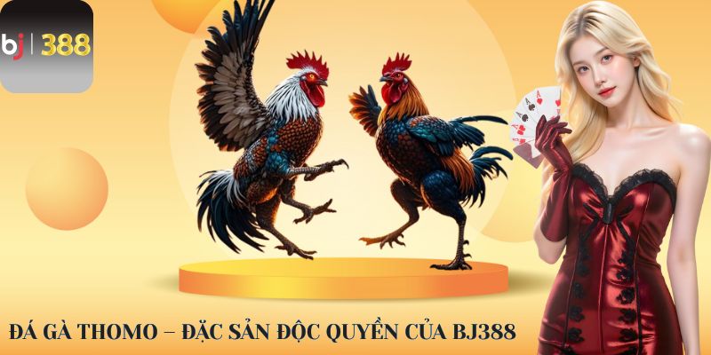 Đá gà Thomo – Đặc sản độc quyền của BJ388