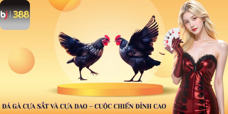 Đá gà cựa sắt và cựa dao – Cuộc chiến đỉnh cao
